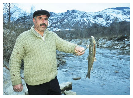More Dead Fish