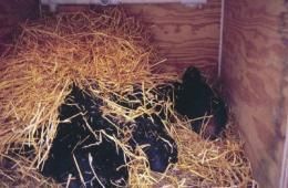 Click to enlarge Hibernation bears