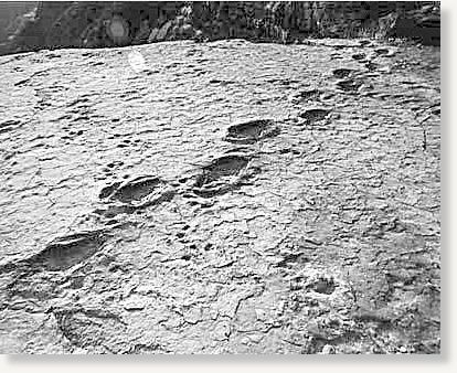 Click to enlarge Image