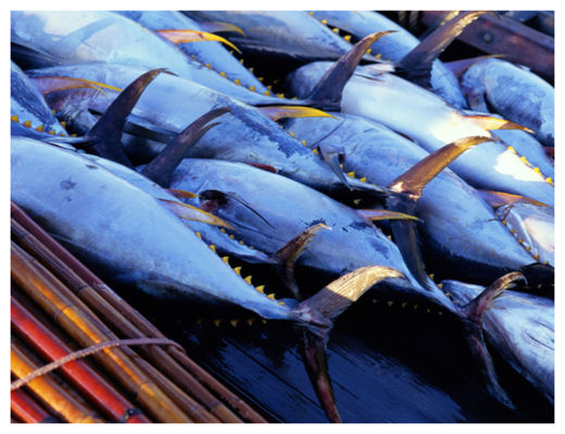 Overfishing