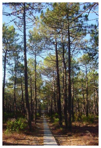 Click to enlarge Pine Trees