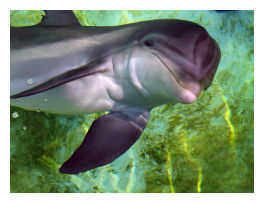 Click to enlarge Talking Dolphin