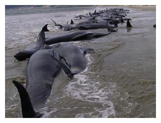 Stranded Whales