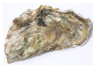 Oyster