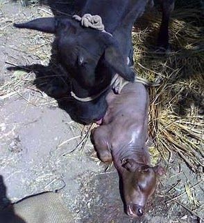 premature calf
