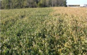 Click to enlarge Sudden Death Syndrome in soy