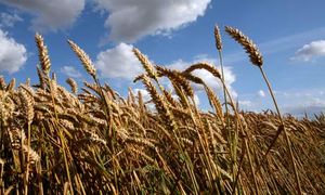 Click to enlarge wheat & sky