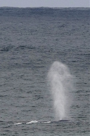 Click to enlarge Blue Whale_1