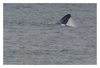 Blue Whale_2