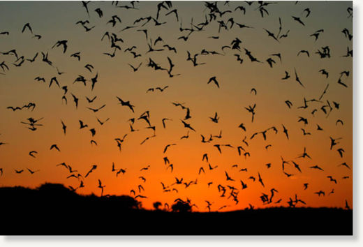 Click to enlarge bats