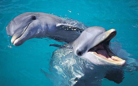 dolphin