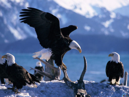 Click to enlarge bald eagles