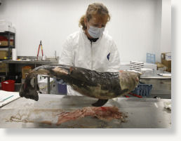dead,dolphin