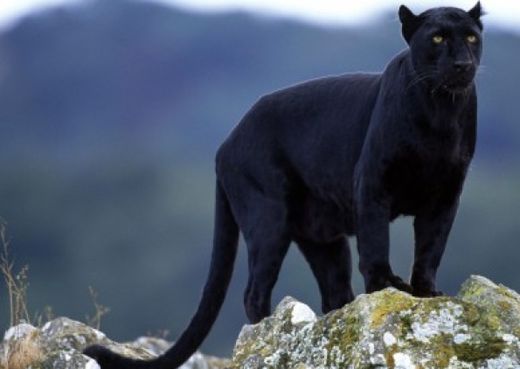 Panther