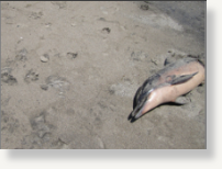 dead dolphin