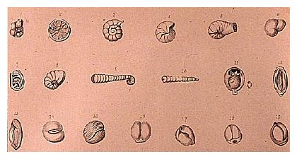 Fossil Record