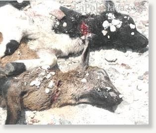 Dead goats