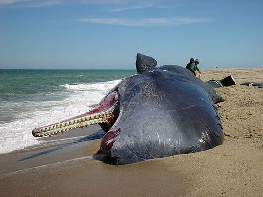 oiled sperm whale