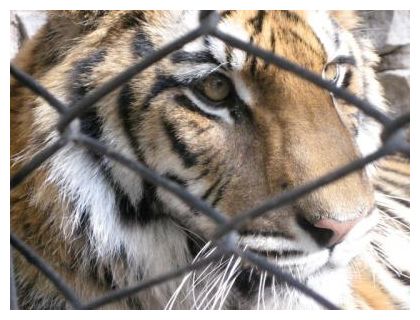 Sixth Extinction