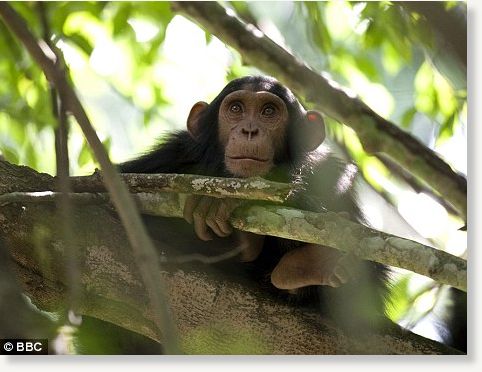 chimp