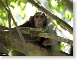 Click to enlarge chimp