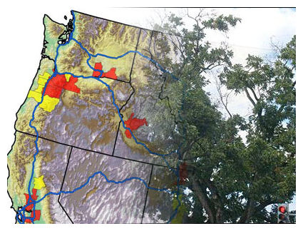 Walnut Tree Disease