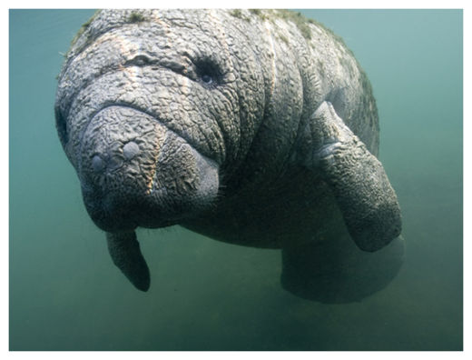 Manatee