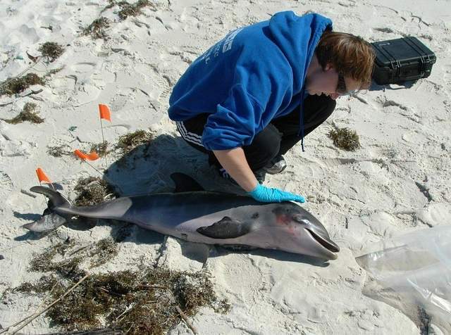 dead dolphin