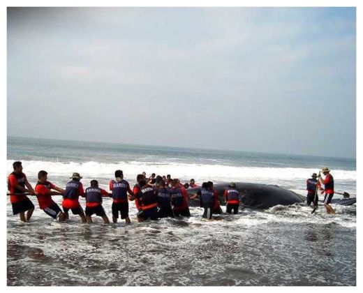 Stranded Whale