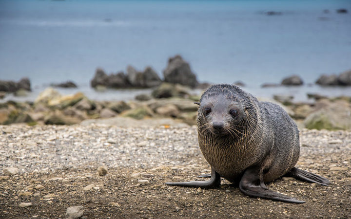 A fur seal pup (file photo).