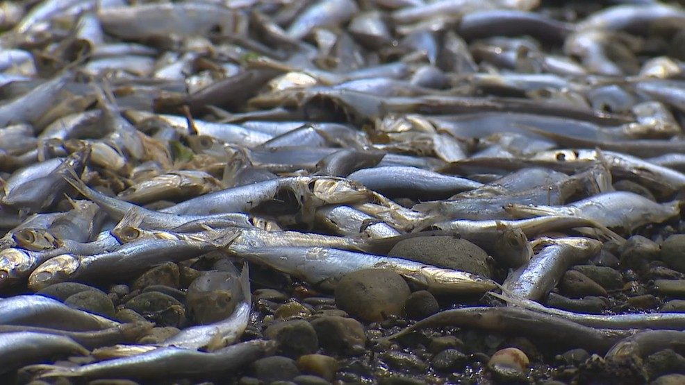 Dead anchovies