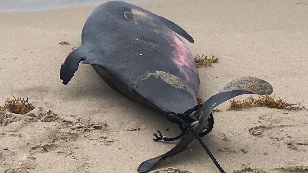 Whale found beached on Palm Beach.