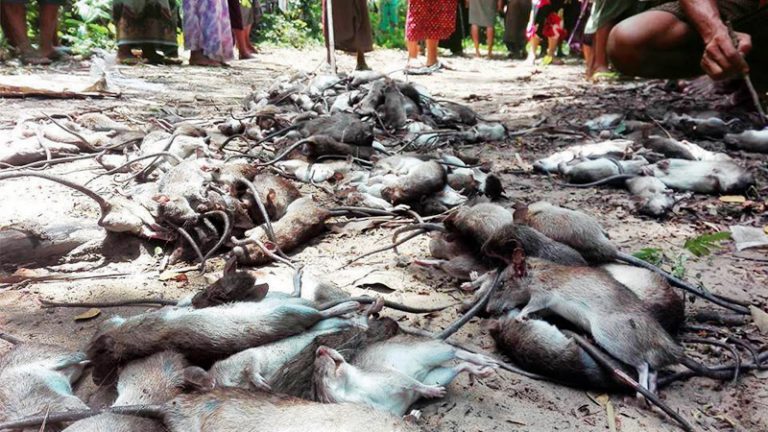 Dead rats are piling up in Irrawaddy Division’s Ngapudaw Township as locals try to control infestations in a handful of villages