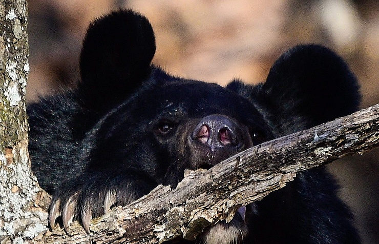 bear
