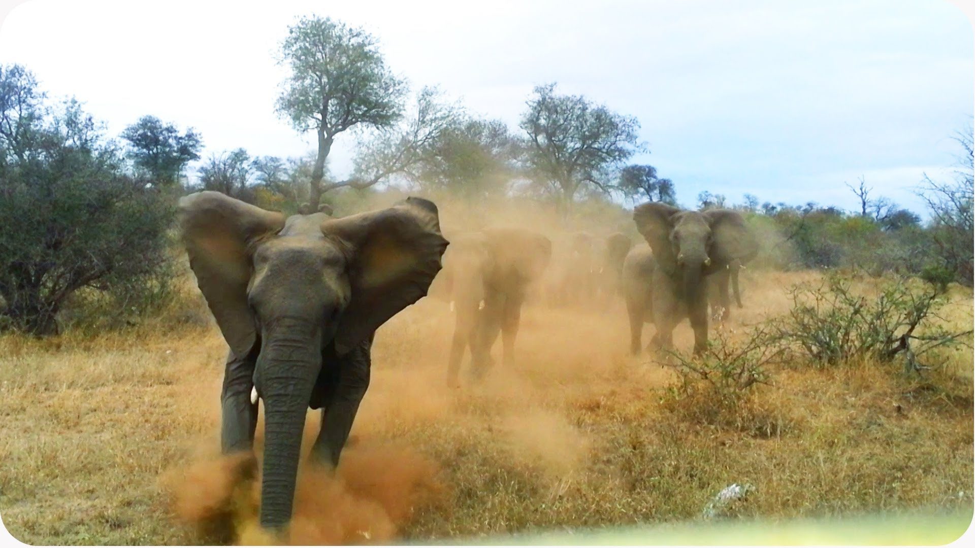 charging elephants