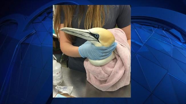 Volunteer finds Gannet
