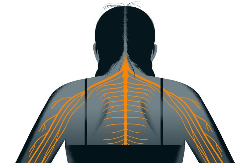 central nervous system