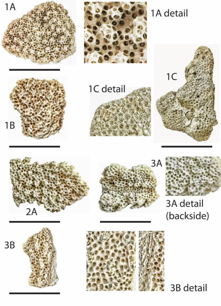 Click to enlarge maui Coral fragments