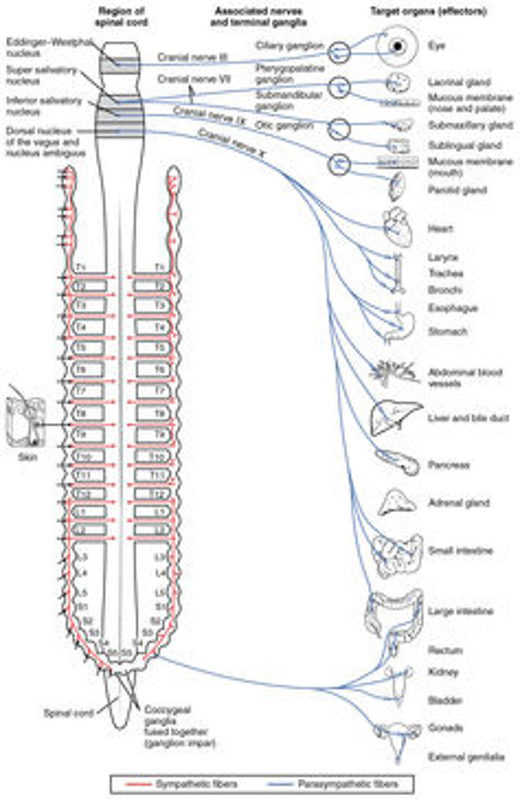 Click to enlarge Yoga spine vagus nerve parasmypathetic nervous system