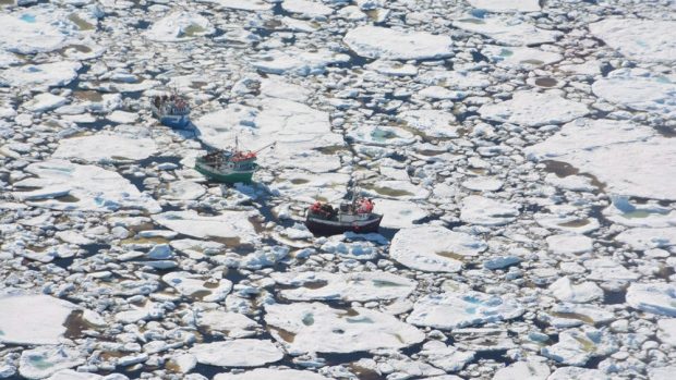 Boats are shown trapped in heavy ice off La Scie, Newfoundland in a handout photo from the Department of Fisheries and Ocean. 