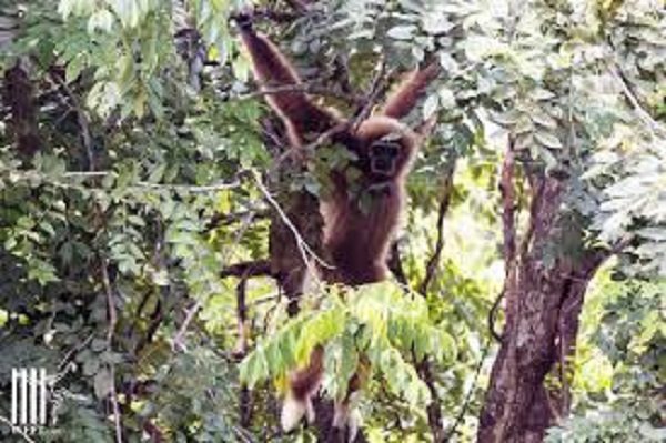 Ape in trees