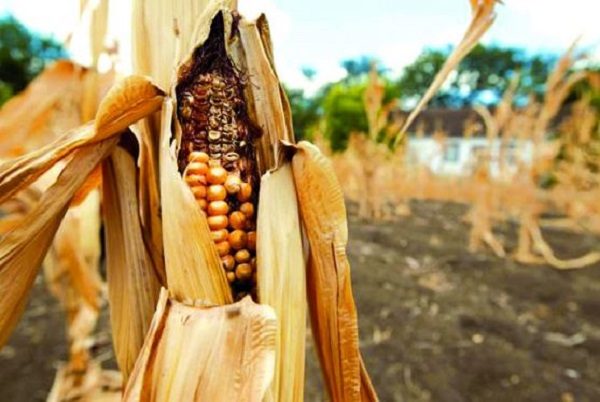 rotten corn