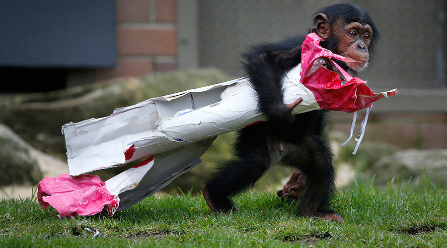 Chimpanzee 