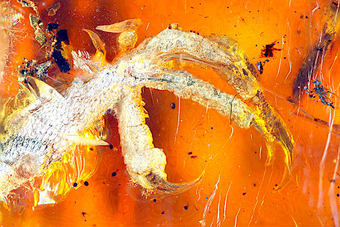 Click to enlarge chick foot