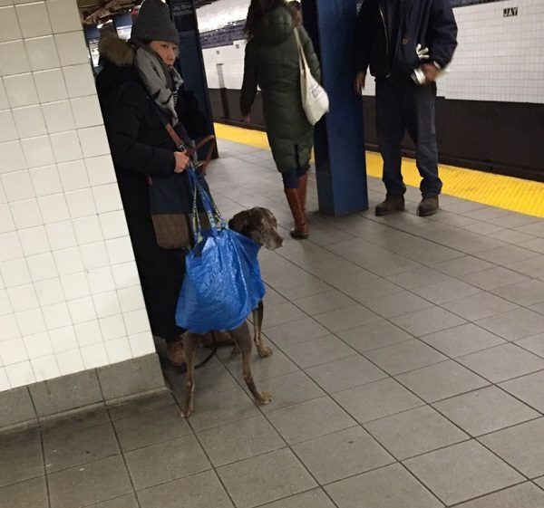 Dog in a bag
