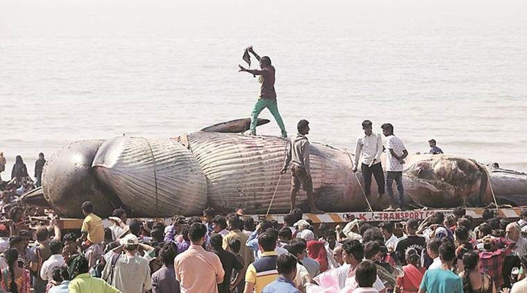 This Bryde’s whale carcass washed ashore on Juhu beach in January 2016.