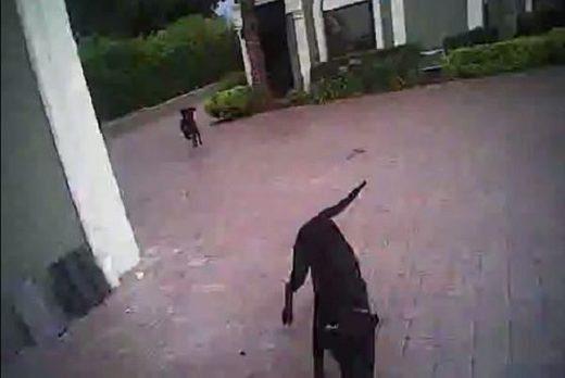 dogs running