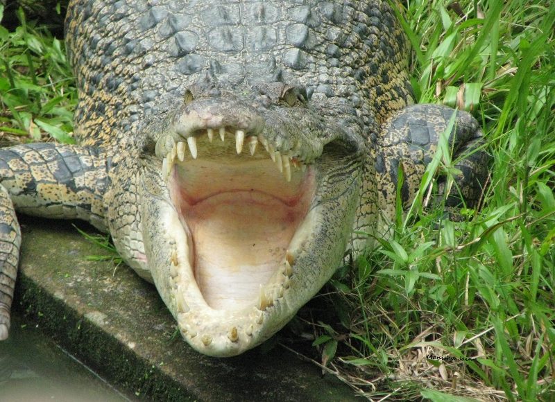 Croc