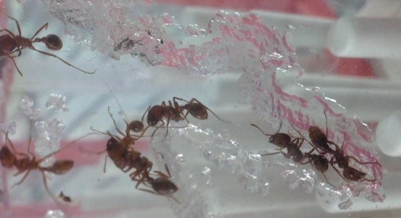 ants