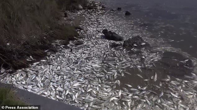 A screengrab of the video showing thousands of dead fish washed up in Texas